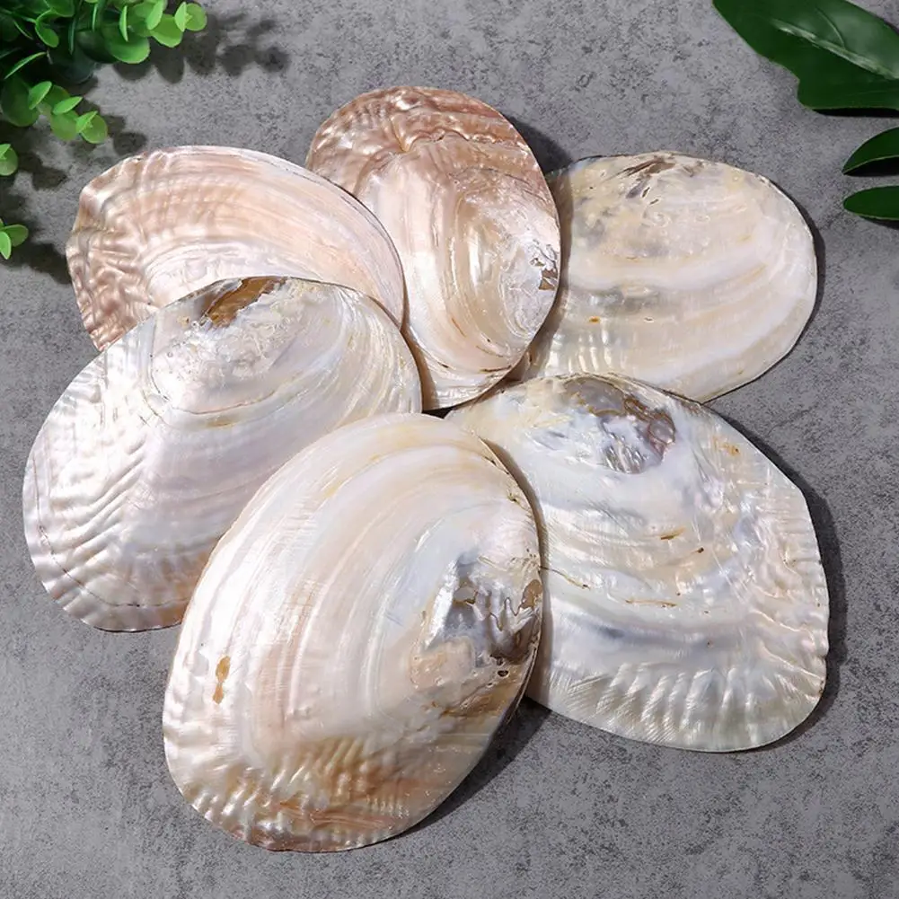 

Natural Abalone Large Sea S Nautical Home Aquarium Dish Морская Decor Landscape Wedding Fish Раковина Diy S A1k9