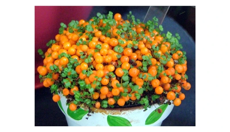 Seedsunid NERTERA* 10 семян