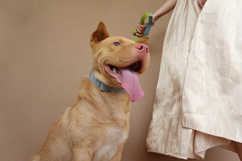 MUTTCO розничная продажа воротник с самостоятельным дизайном синяя крышка зеленый