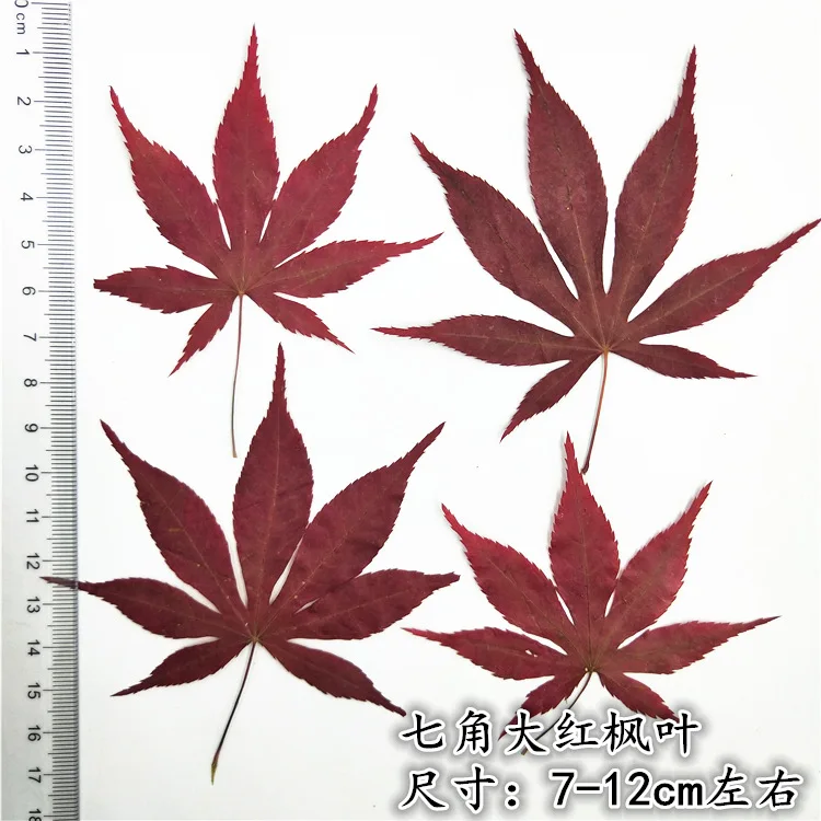 

12 Pieces Real Dry Natural Pressed Flowers Maple Leaves, Dried Press Palm Leaf For DIY Craft , Bookmarks, Floral Sticker