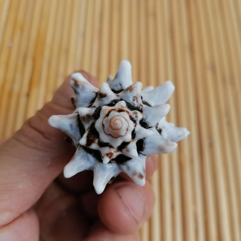 

Естественная раковина, кулак, спиральная шестерня, спиральный аквариум, аквариум, ландшафтный креативный окно, украшение для дома, подарок, ...