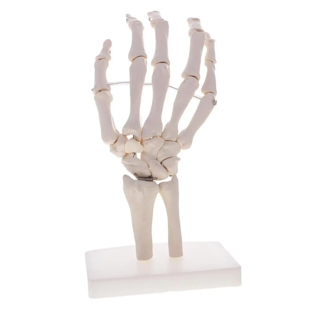 1:1 Размер жизни человека рука совместное модель руки Скелет Кости Модель
