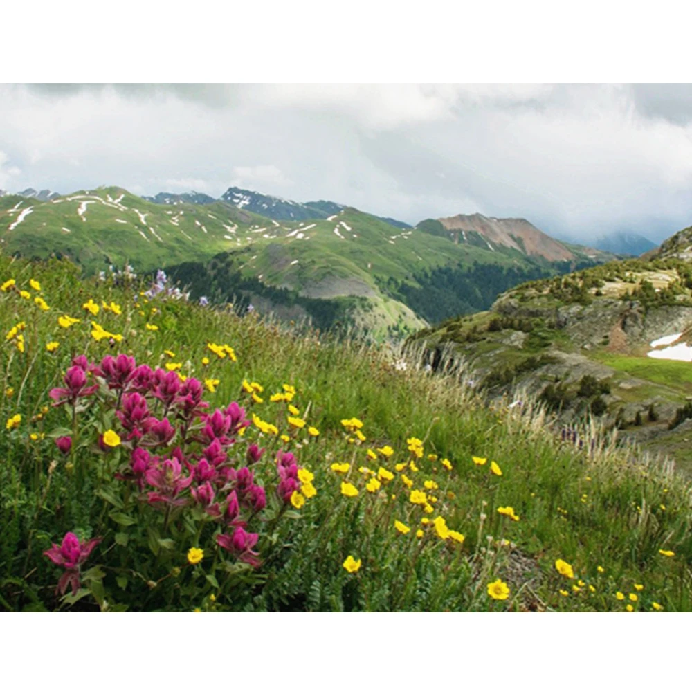 

Набор для вышивки крестиком 11CT, пейзаж, природа, Горный цветок, хобби, рукоделие, домашний декор, оптовая продажа