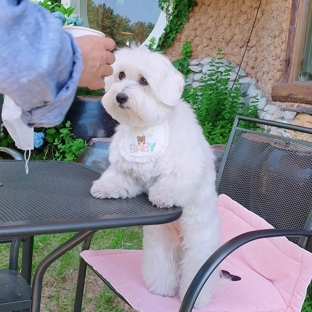 Аксессуары для домашних животных нагрудники собак милые аксессуары с