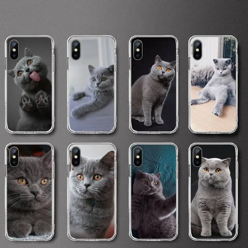 

British shorthair cat cute animal Phone Case Transparent soft For iphone 12 11 13 7 8 6 s plus x xs xr pro max mini