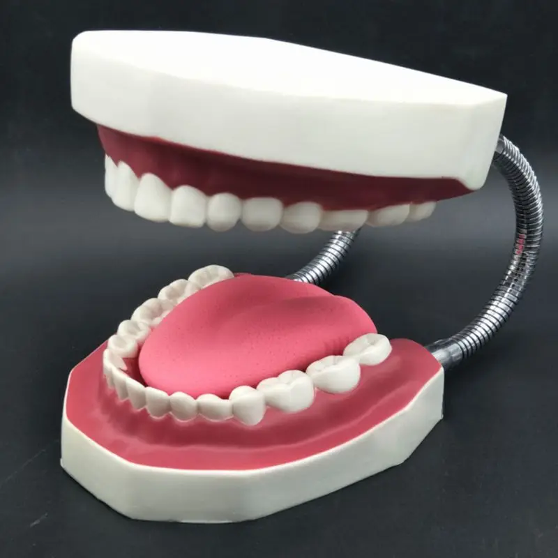 

Dental Brushing Model with Tongue and Giant Denture Oral Care Teaching Study Brushing Tooth Model Tools
