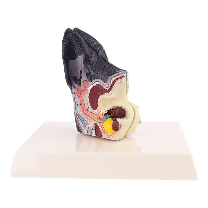 

Анатомическая модель животного для лечения собак и ушей, ветеринарные научные пособия, изучение Canine Research