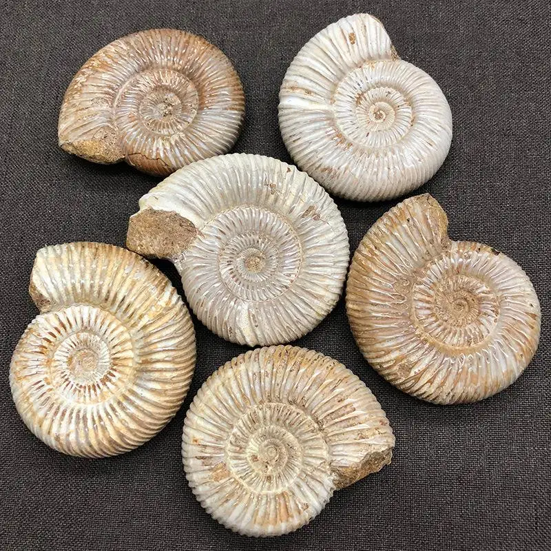 4-6 см натуральный мадагаскарский большой образец панеологические ископаемые