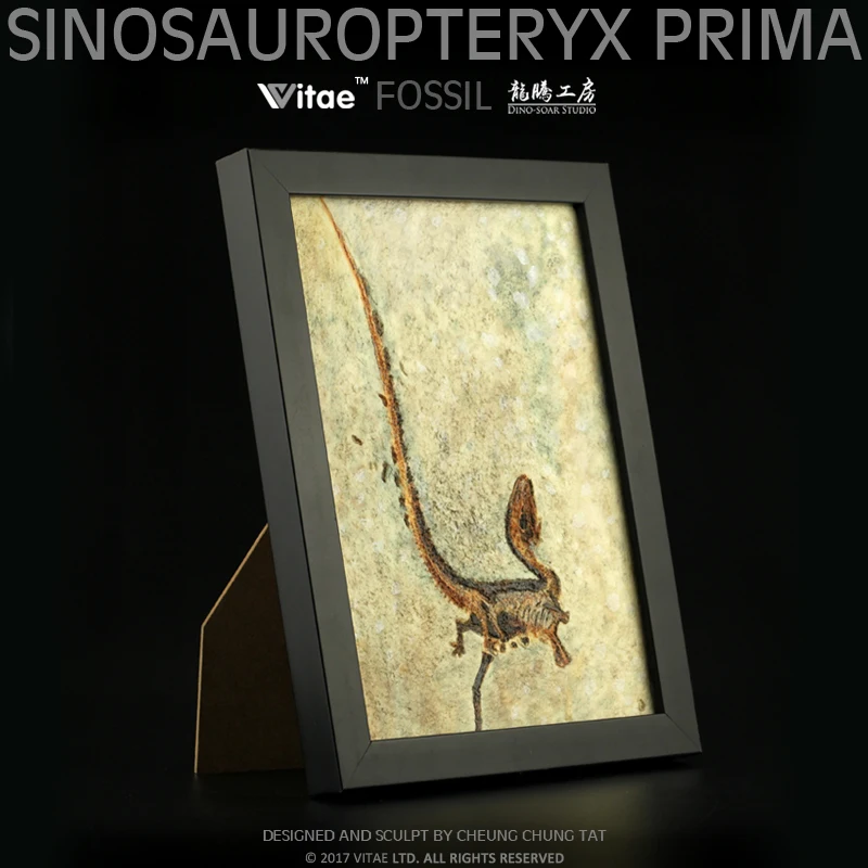 Оригинальная модель динозавра (синозавроптерикс Прима) ископаемая копия