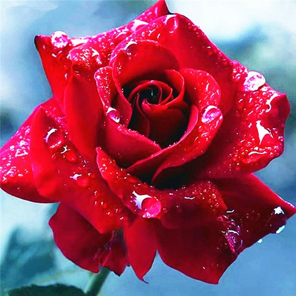 rose 4027 AZQSD Алмазная Вышивка Цветы ручная работа алмазная картина Роза картина Стразы Алмазная мозаика домашний декор ремесла подарок - Цвет: rose 4027