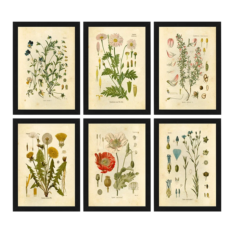 

Vintage plant print wild flower print oil painting poster French plant illustration wall art print picture poster