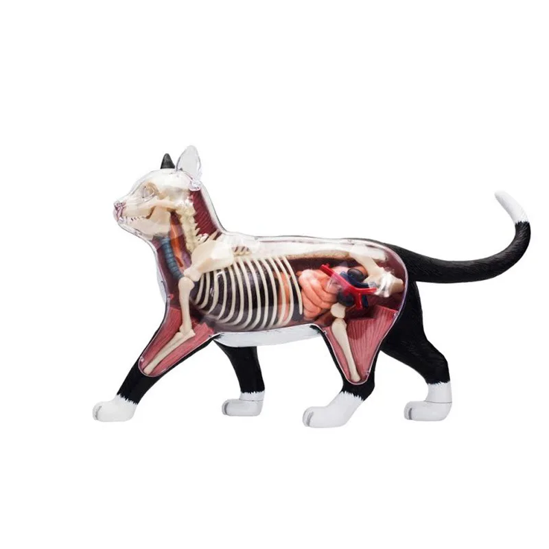 

4d кошка, животное, анатомия, медицинская помощь в обучении, лабораторное учебное оборудование, мастер-головоломка, сборная игрушка