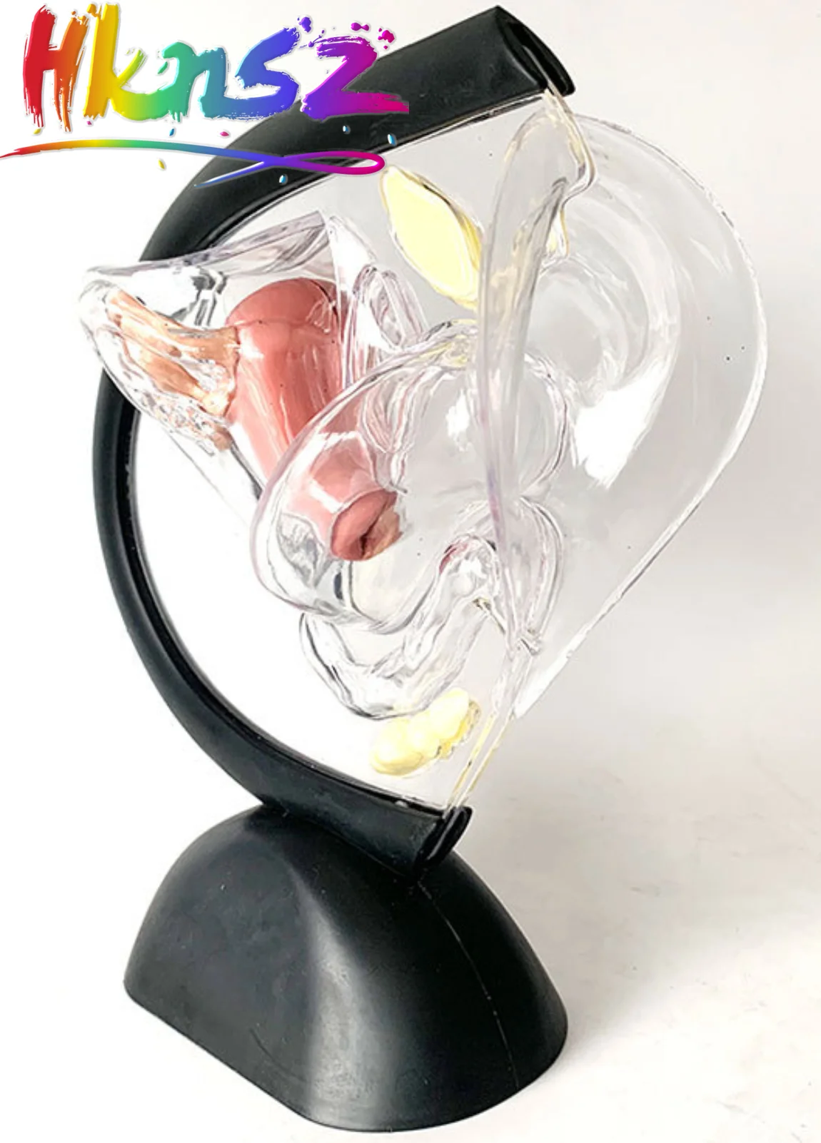 

Female reproductive system model Transparent uterus model Female anatomical model