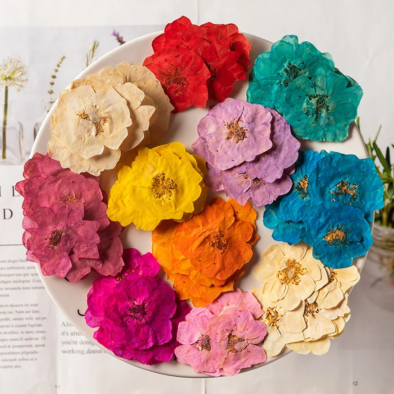 

60pcs Pressed Dried Dye Rosa rugosa alba Flower Herbarium For Epoxy Resin Jewelry Making Bookmark Face Makeup Nail Art Craft
