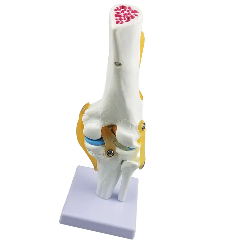 Estructura de esqueleto de anatom&iacute;a humana para articulaci&oacute;n de rodilla, modelo de laboratorio, demostraci&oacute;n-4