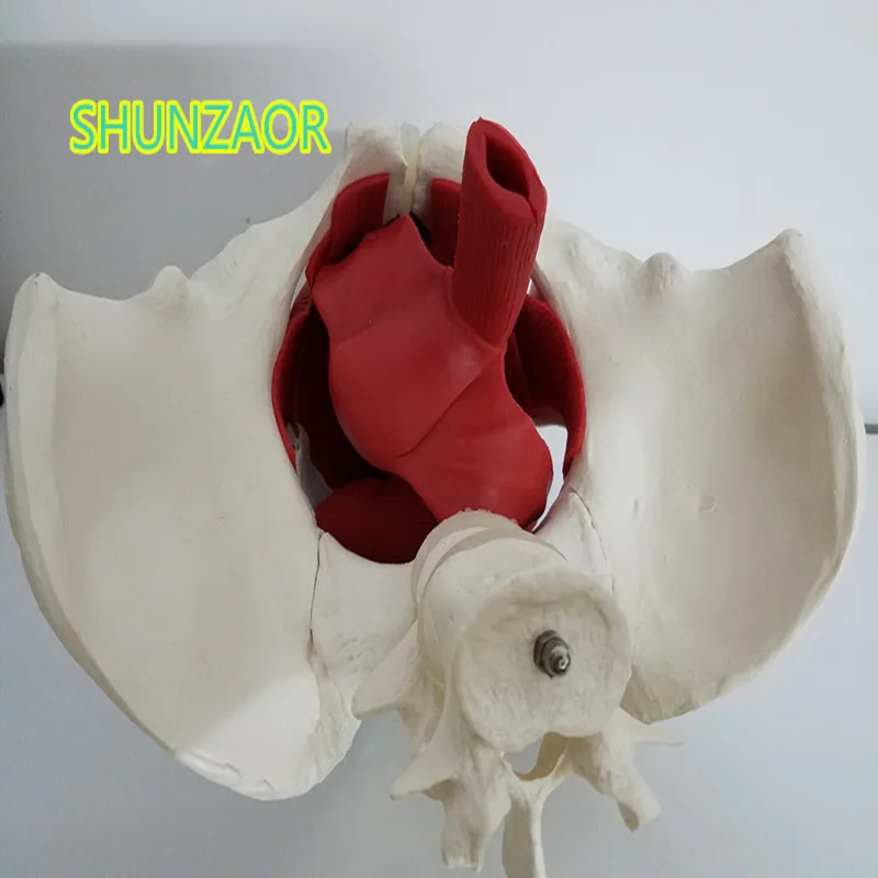 1:1 модель женских тазовых и репродуктивных органов (2 бруска позвоночника) мышц