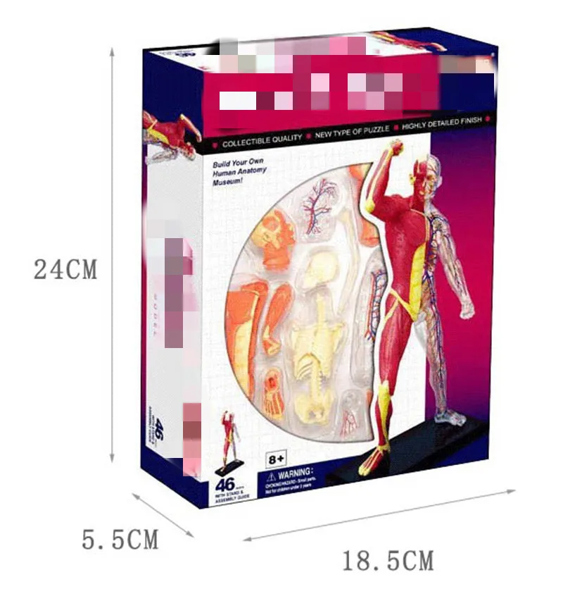 Muscle Skeleton 4D биологические развивающие игрушки собранные человеческие органы висцеральное сердце анатомическая модель биологические игрушки головоломка - Цвет: Muscle Skeleton