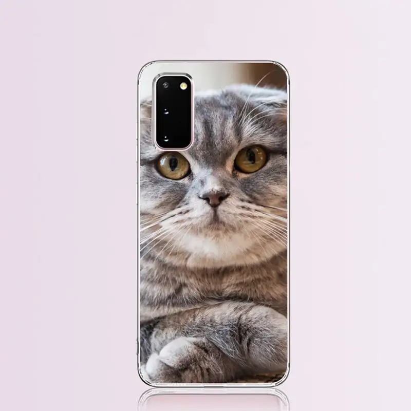 Scottish fold cat Coque Shell Phone Case for Samsung S9 plus S5 S6 S7 edge S8 S10 | Мобильные телефоны и аксессуары