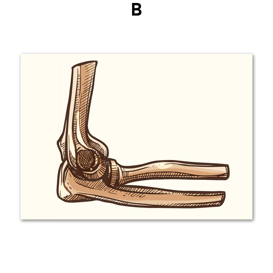 Картина на холсте легкие палец Череп костные суставы Анатомия человека