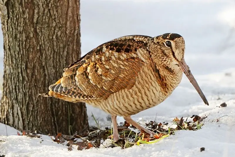 Манок Hubertus на вальдшнепа Арт 446