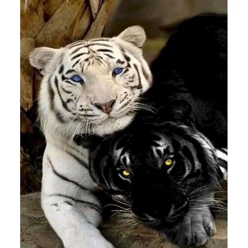 

Painting By Number Tiger Animal DIY Kits Handmade Acrylic Paint For Adults On Canvas With Framed Color Drawing Picture By Number