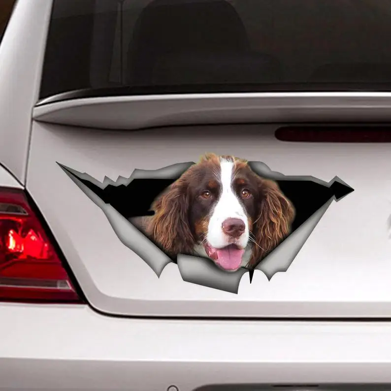 

Brown and White Springer Spaniel car decal, dog car decal