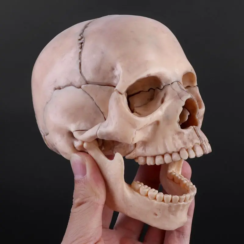 

15pcs/set 4D Disassembled Skull Anatomical Model Detachable Teaching Tool