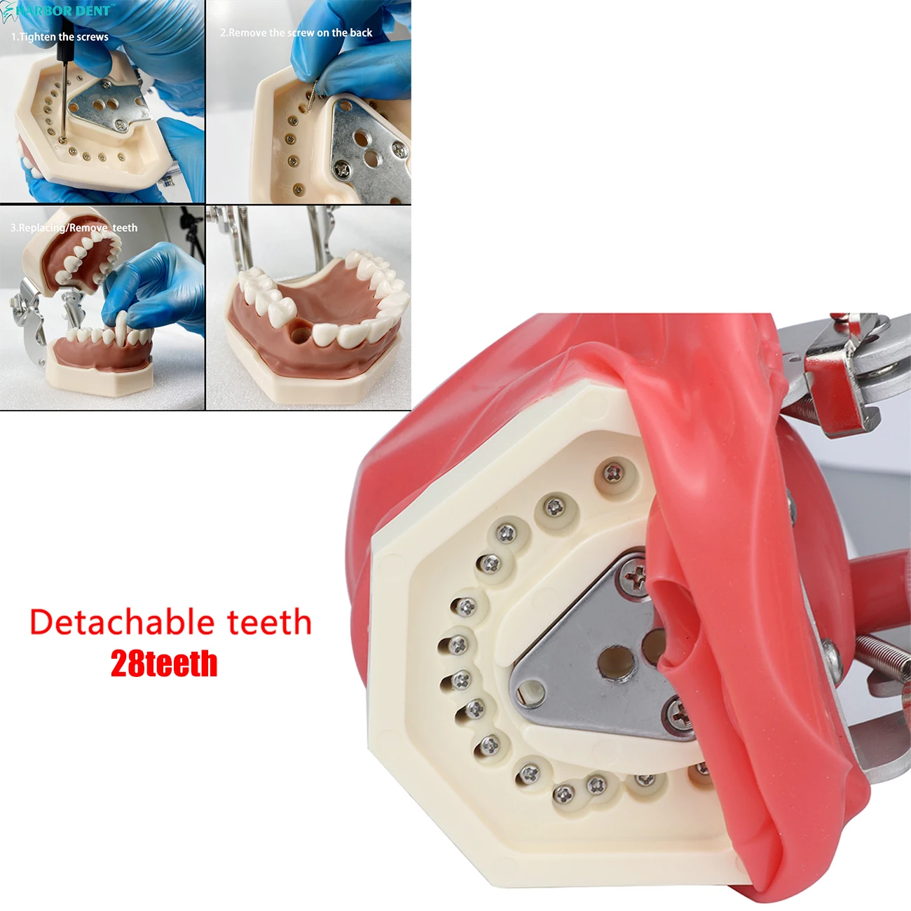 Простая модель головы Phantom для обучения/модель стоматологический симулятор