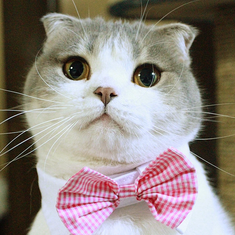 [Галстук бабочка в виде кошки MPK] искусственное ошейник различных стилях для