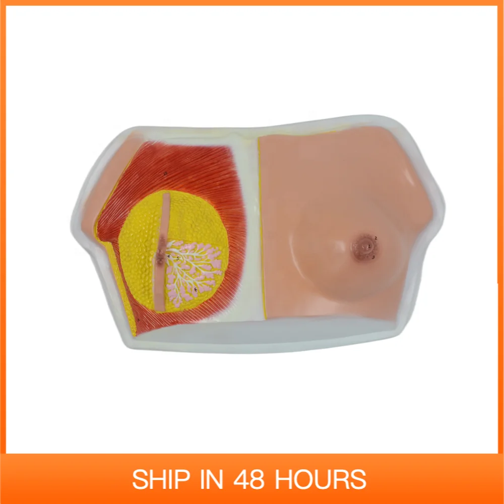 Human Female Breast Medical Anatomical Mode During Lactation for Learning and Teaching 1:1 Life Size Educational Equipment | Канцтовары