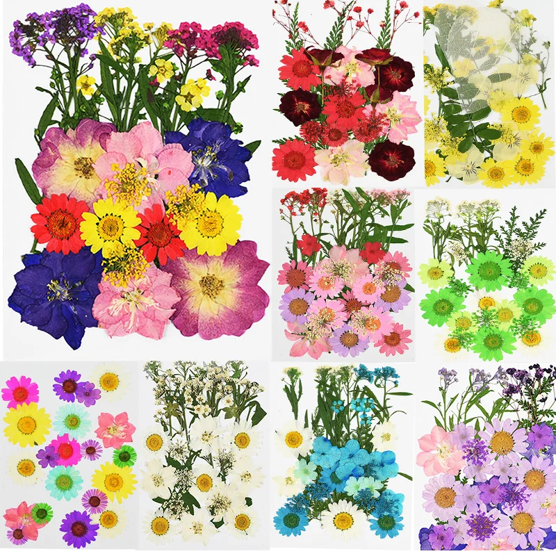 Прессованные цветы маленькие сушеные консервированные хризантемы лепесток