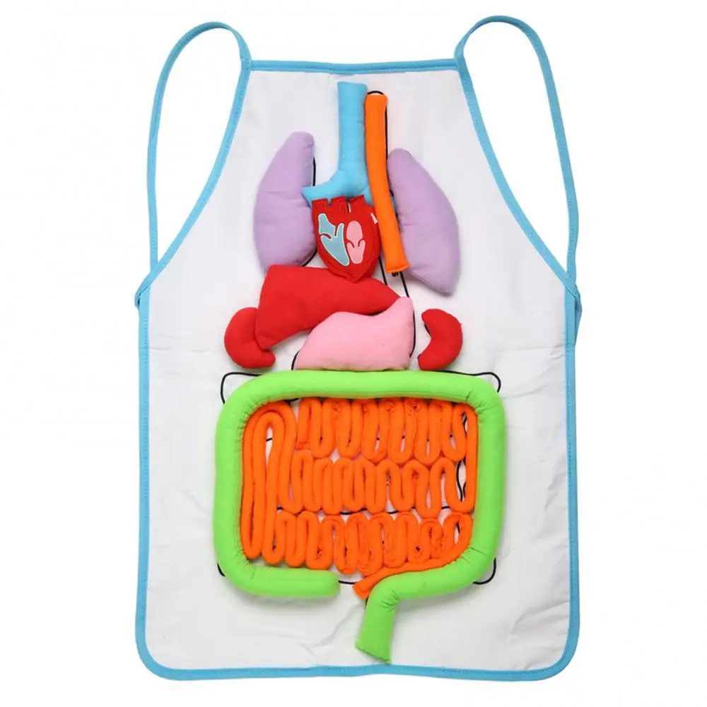 

Anatomy Apron Human Body Organ Educational Tool Children Preschool Teaching Aid