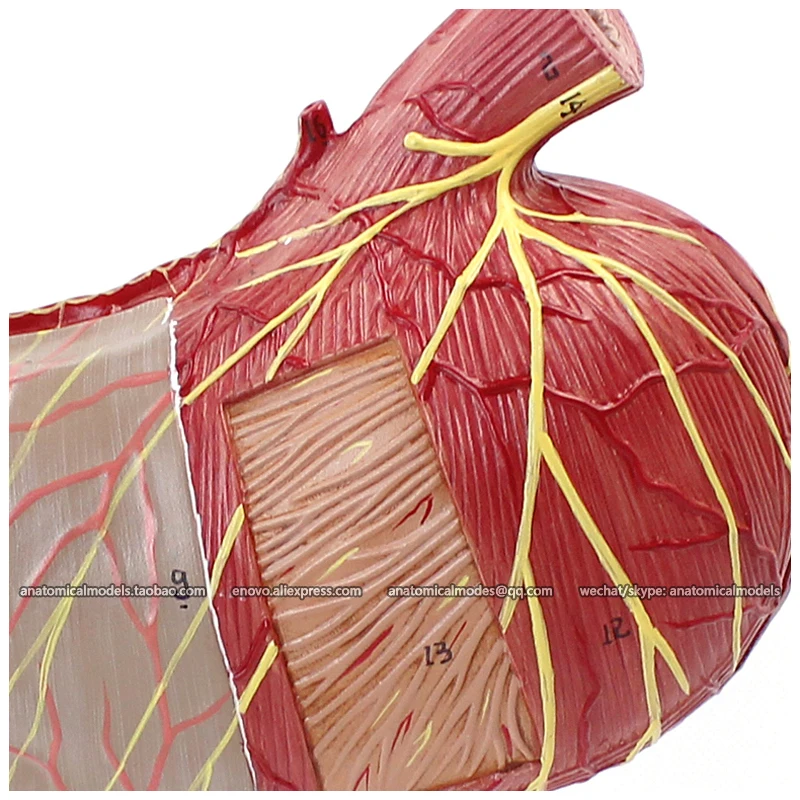 12535 / Human Stomach Anatomical Model on Stand 2 parts Medical Science Educational Teaching Models |