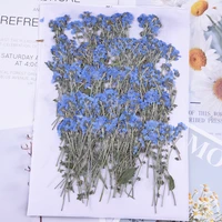 100pcsnatural pressed forget me not flowers with stemreal dried flower for diy wedding invitation craft bookmark gift cards