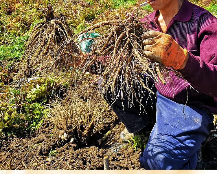 Китайский органический дикий Анжелика Синенсис корень китайской Анжелики Гуи