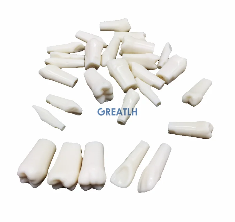 

Dental phantom simulator head training model dentist practising teeth replacement model Manikin Model