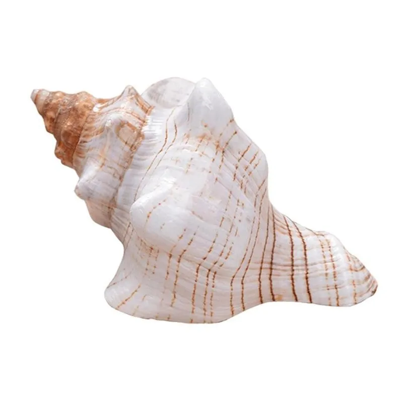9-17 см коричнево-белый натуральный негабаритный Улитка Раковина Морская раковина