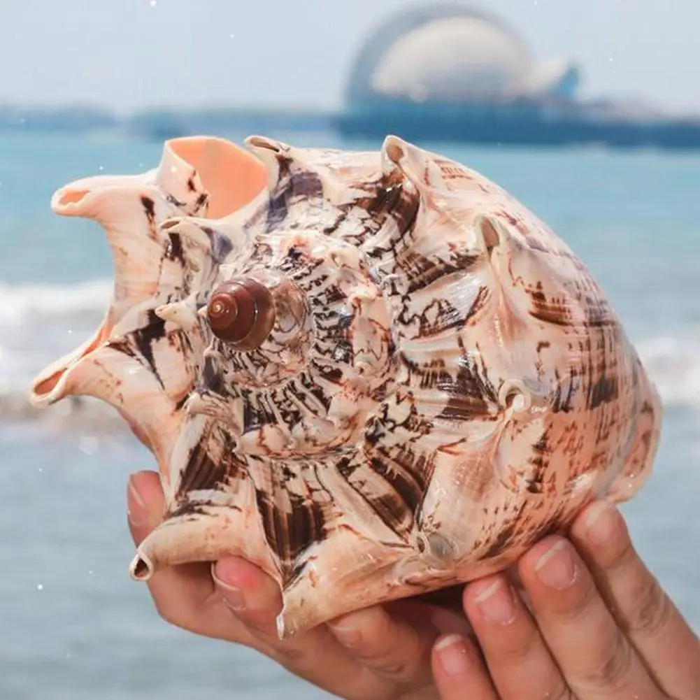 

15-23cm Brown Natural King Snail Oversized Imperial Conch For Shell Home Office Decorations And Ornaments Collection Gift