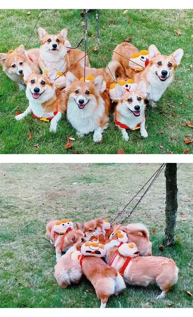 Собачки из рюкзаков для маленьких собак милый хлеб драка Тедди корги выходные