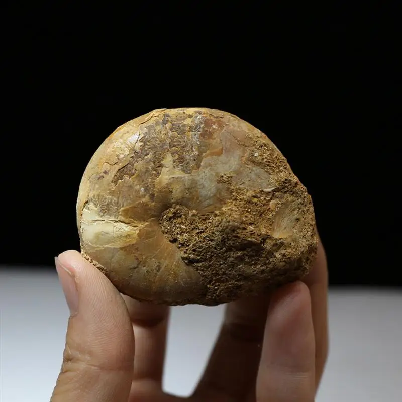 

2pcs Archaeological Cleaning Exercise Kit Trilobite Fossil Teaching Specimen