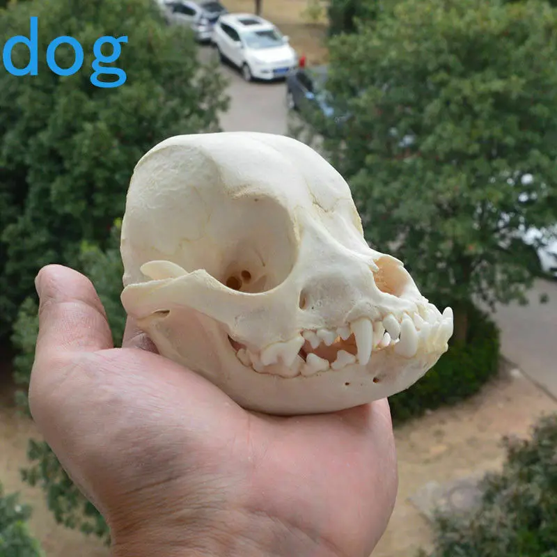 

1pcs real Animal Skull specimen Collectibles Study Unusual Halloween