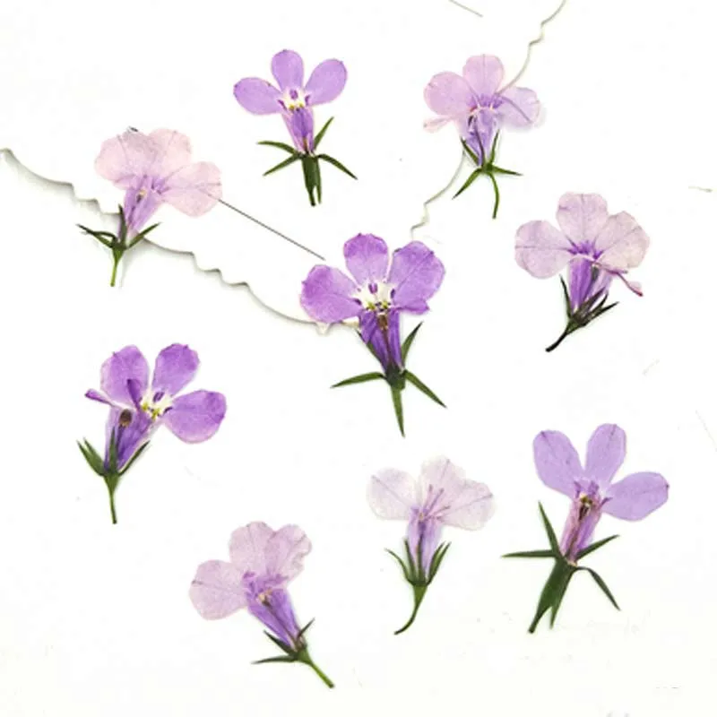 Маленький высушенный прессованный цветок голубой Lobelia настоящие растения для DIY полимерный браслет 120 шт - Цвет: Gradual Purple