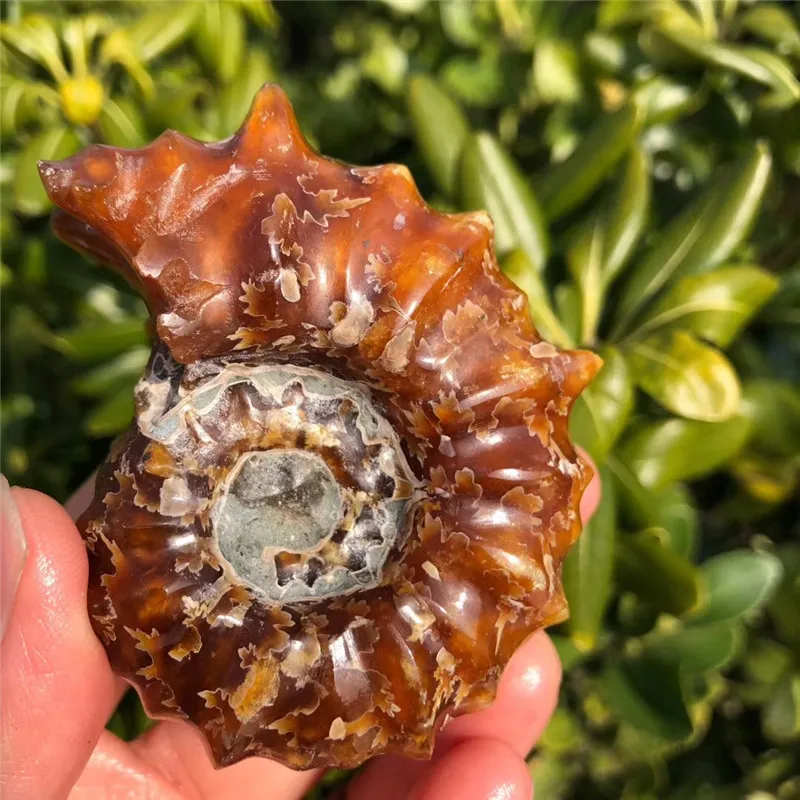 

60g Natural Horn screw PRETTY MADAGASCAR FOSSIL SPECIMEN HEALING