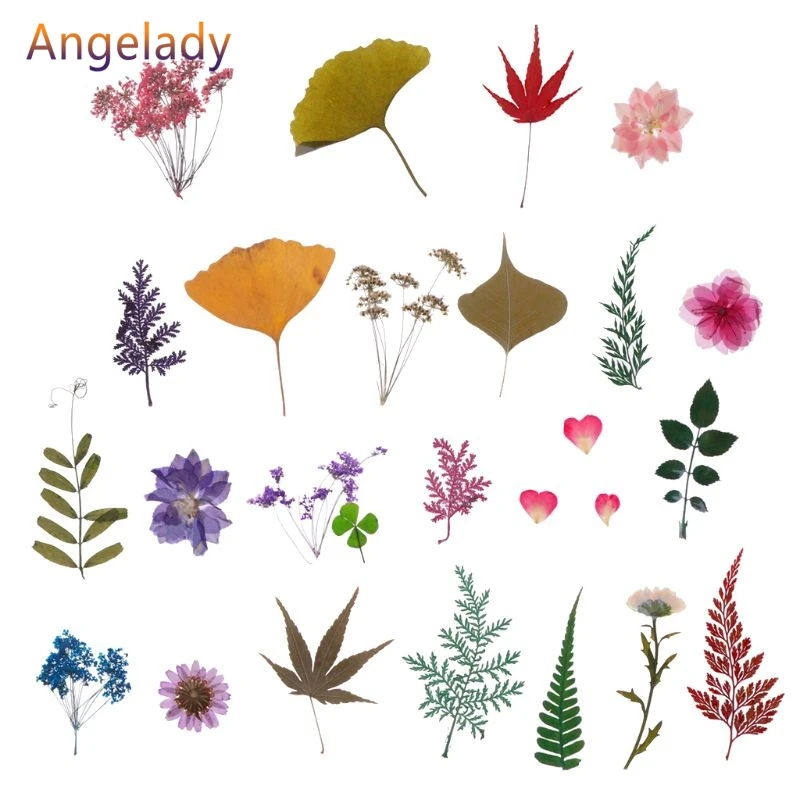 Смешанный прессованный цветок листья образец растения наполнитель для