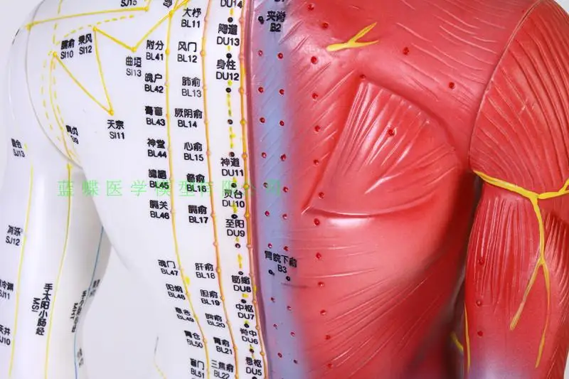 85 см акупунктурный и моксибюстиционный массаж человека обучающая модель