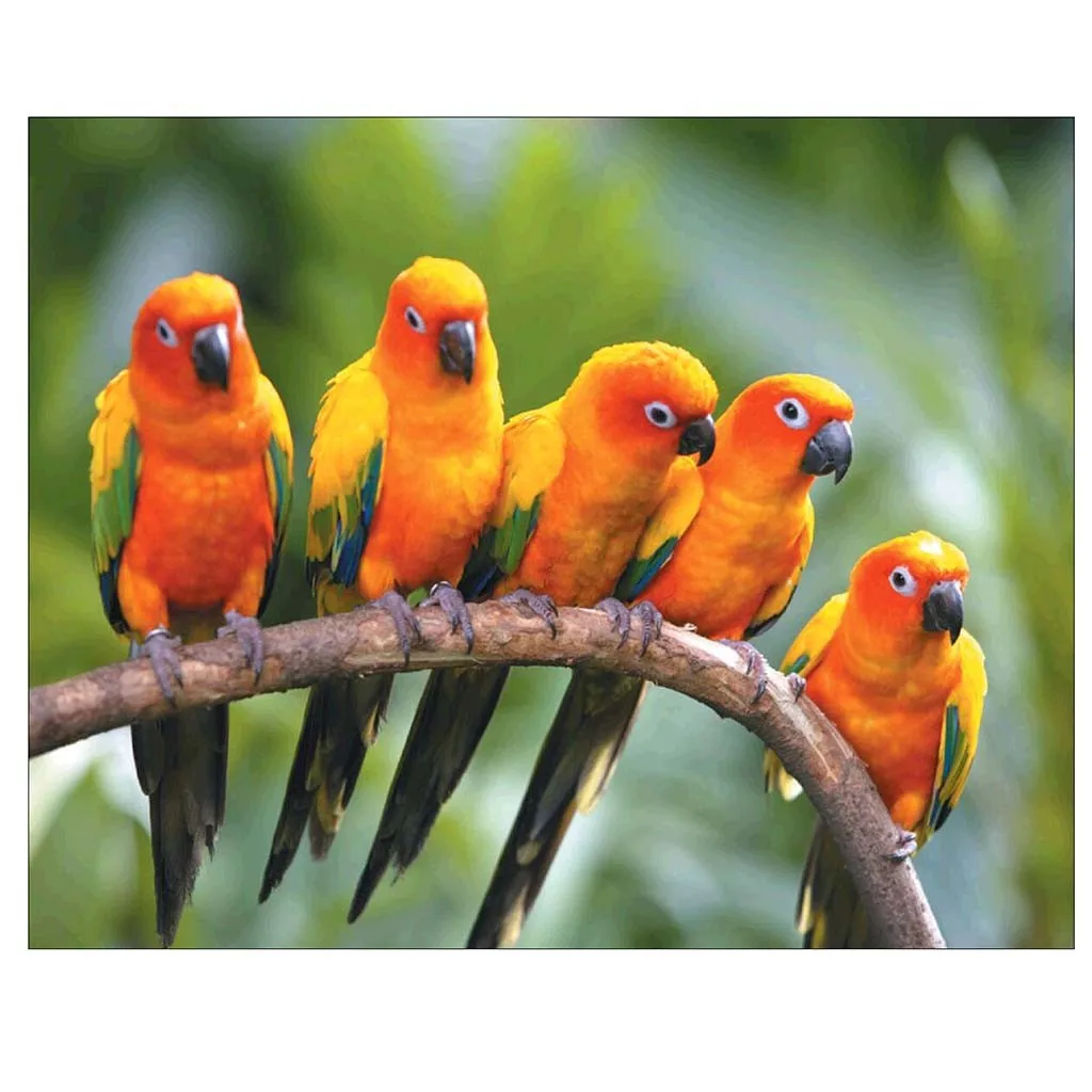 Алмазная живопись Мультяшные животные попугай тигр лошадь 5D искусственная