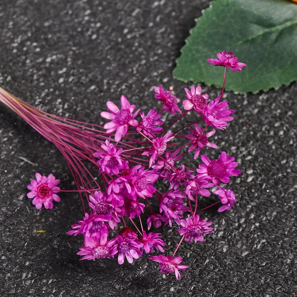 30 шт. декоративные сушеные цветы Ромашка | Дом и сад