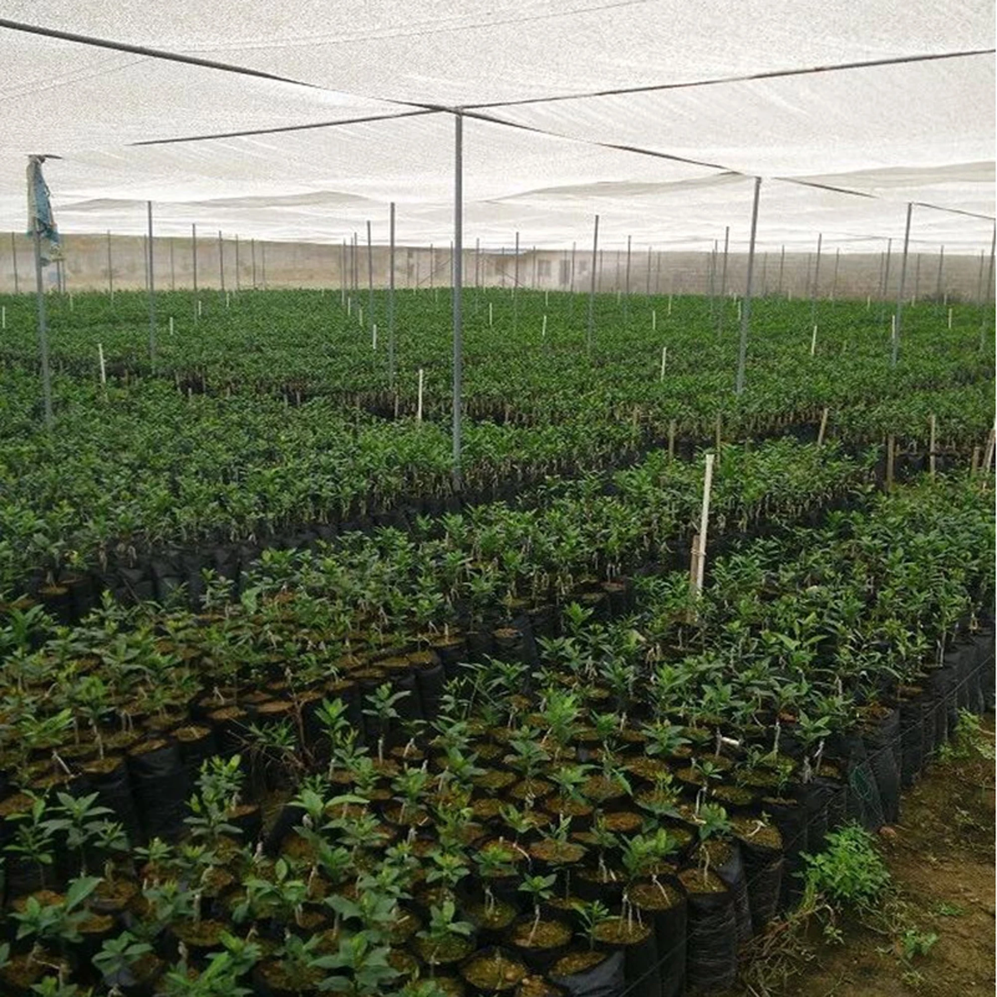 

PE Nursery Bags Thicken Plant Grow Bags Seedling Pots Eco-Friendly Garden With Breathable Holes Black Planting Bags 100 Pcs