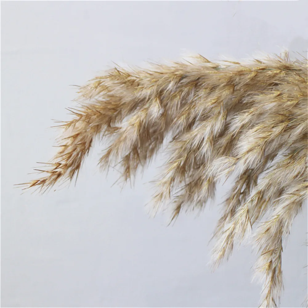 20 шт. засушенный натуральный пампасная трава Phragmites munis, свадебные цветы 50-55 см высотой для домашнего декора номинальные сушеные цветы