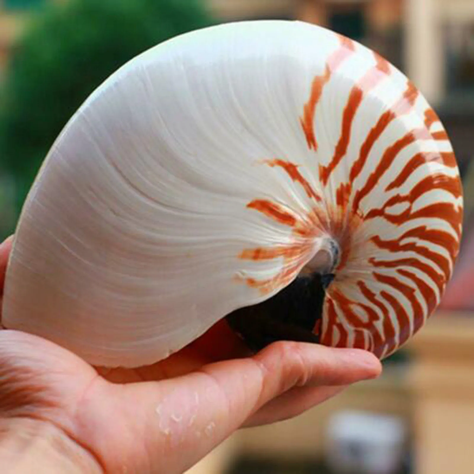 

Natural Pearly Screw Nautilus Conches Shells Sea Snail Home Decoration Ornament TSH Shop